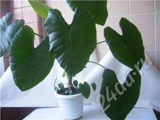 Лот: 346833. Фото: 1. колоказия. Горшечные растения и комнатные цветы