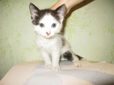 Лот: 1439065. Фото: 1. милые котятки. Кошки, котята