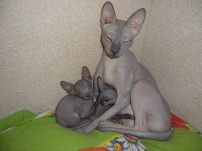 Лот: 7176369. Фото: 1. Котятки донского сфинкса. Кошки, котята