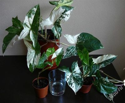 Лот: 2039772. Фото: 1. сингониум imperial white 1. Горшечные растения и комнатные цветы