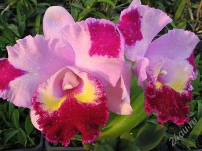 Лот: 1511334. Фото: 1. (Blc.Pamele x Lc.Taiwan Beauty... Горшечные растения и комнатные цветы