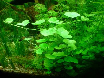 Лот: 4639729. Фото: 1. Щитолистник (Гидрокотила белоголовая... Водные растения