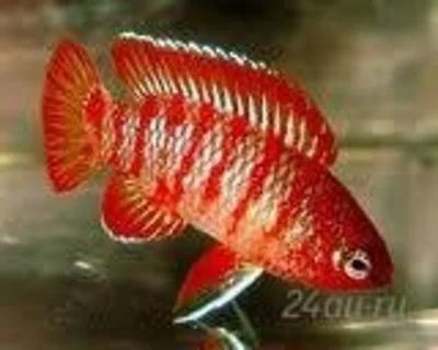 Лот: 1593226. Фото: 1. Scarlet Badis - Dario dario. Рыбки