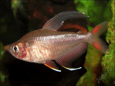 Лот: 16202539. Фото: 1. Фантом розовый ,Орнатус (Hyphessobrycon... Рыбки