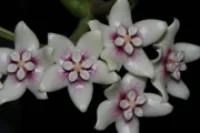 Лот: 7903029. Фото: 1. Хойя-Hoya cv. Pinkie (EPC-516). Горшечные растения и комнатные цветы