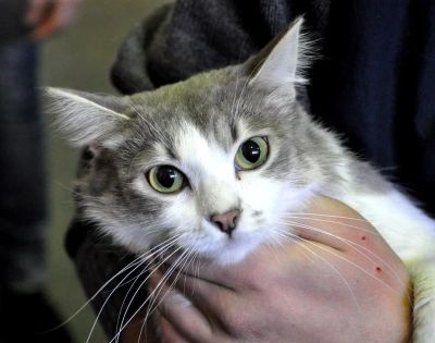 Лот: 5305733. Фото: 1. Шикарная кошечка Соня! Стерилизована. Кошки, котята