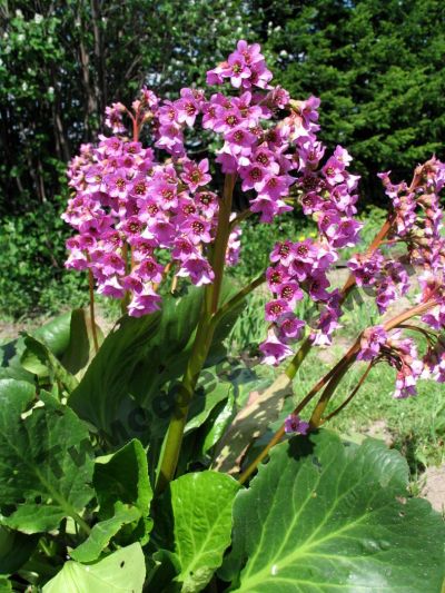 Лот: 11485095. Фото: 1. Бадан (Bergenia). Садовые цветы