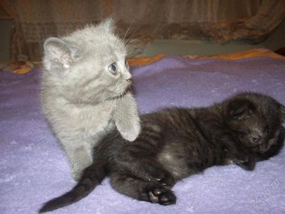 Лот: 1382486. Фото: 1. котята шотландцы. Кошки, котята