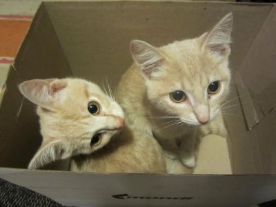 Лот: 6569072. Фото: 1. Кошечка ищет дом. Кошки, котята