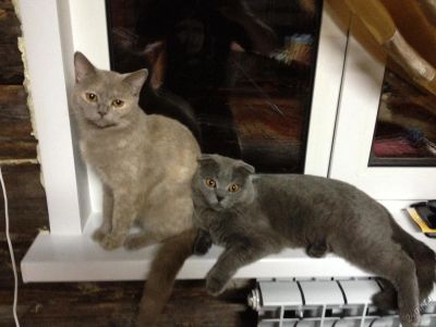 Лот: 5778868. Фото: 1. Шотландский котенок вислоухий... Кошки, котята