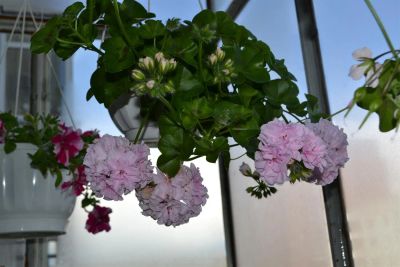 Лот: 3600982. Фото: 1. Сортовая плющелистная пеларгония... Горшечные растения и комнатные цветы