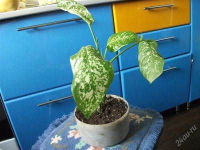 Лот: 2701264. Фото: 1. Диффенбахия пятнистая (Dieffenbachia... Горшечные растения и комнатные цветы