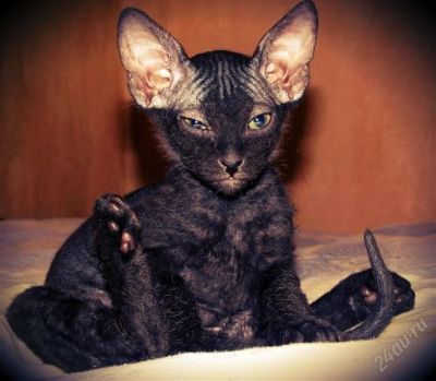 Лот: 2654599. Фото: 1. Котики Донского сфинкса. Кошки, котята