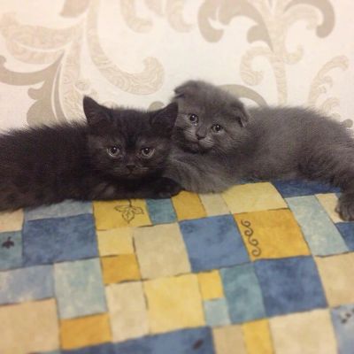 Лот: 7155242. Фото: 1. Шотландский котенок. Кошки, котята