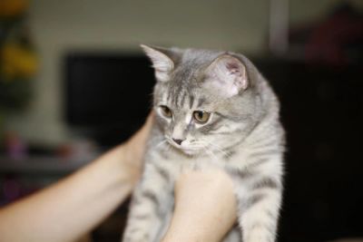 Лот: 3817108. Фото: 1. Отдадим Британского котика. Кошки, котята