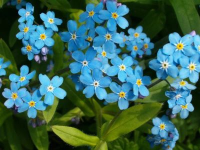 Лот: 5396526. Фото: 1. Незабудка настоящая. Садовые цветы