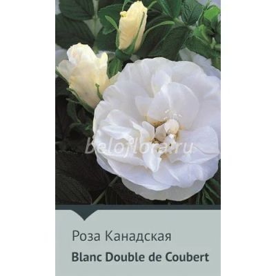 Лот: 15891796. Фото: 1. Роза Канадская Blanc Double de... Садовые цветы