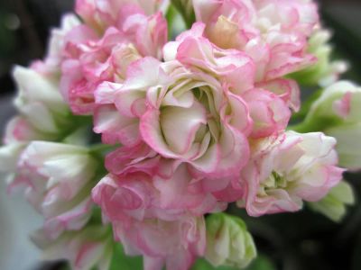 Лот: 9943332. Фото: 1. Герань молодя Apple Blossom Rosebud... Горшечные растения и комнатные цветы