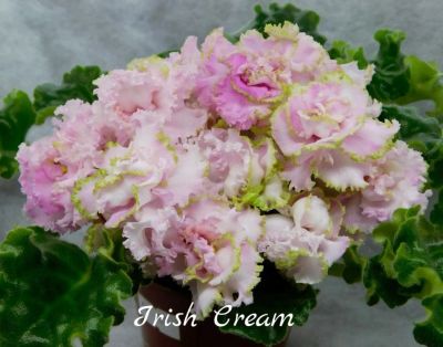 Лот: 5209748. Фото: 1. Фиалка сортовая Irish Cream лист. Горшечные растения и комнатные цветы
