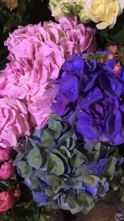 Лот: 11643439. Фото: 1. Гортензия Синяя, Розовая, Голубая. Свежие цветы