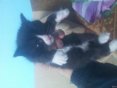 Лот: 13802564. Фото: 1. Котенок. Черно-белая прелесть. Кошки, котята