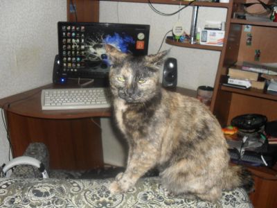 Лот: 8812581. Фото: 1. Отдам очаровательную кошечку-черепашку. Кошки, котята