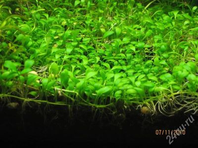 Лот: 604563. Фото: 1. глоссостигма. Водные растения
