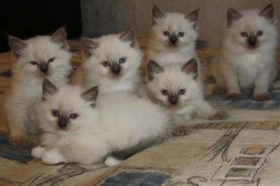 Лот: 2479200. Фото: 1. Балинезийские очаровательные котята. Кошки, котята