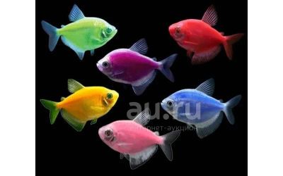 Лот: 11853335. Фото: 1. тернеция разноцветная. Рыбки