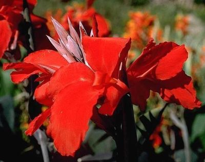 Лот: 5222646. Фото: 1. Канна Блек Найт (луковица). Другое (семена, рассада, садовые растения)