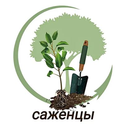 Лот: 22172257. Фото: 1. Сибирские саженцы. Декоративные кустарники и деревья