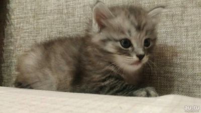 Лот: 10561895. Фото: 1. Подарю котенка. Кошки, котята