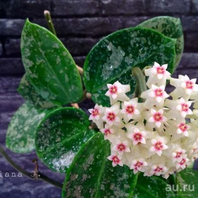 Лот: 16410260. Фото: 1. Хойя- Hoya acuta stable pink spot... Горшечные растения и комнатные цветы