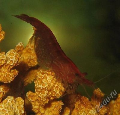 Лот: 354282. Фото: 1. Креветка Neocaridina denticulata... Моллюски, ракообразные, кораллы