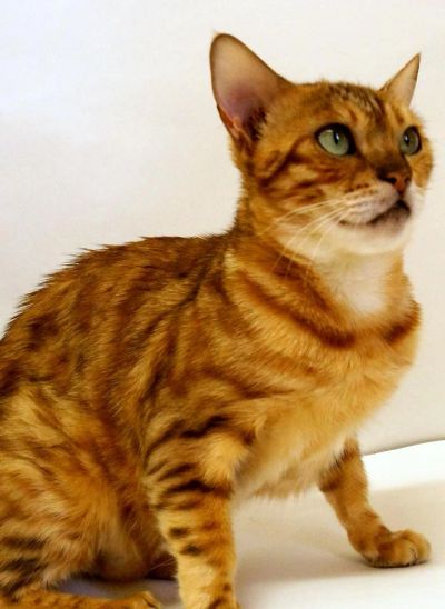 Лот: 4723873. Фото: 1. Бенгальская кошка. Кошки, котята