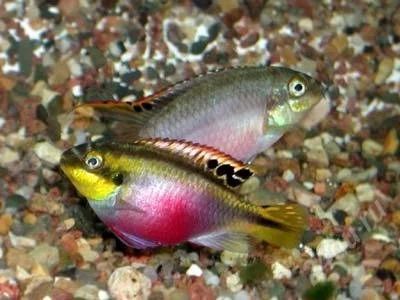 Лот: 1473389. Фото: 1. Pelvicachromis pulcher возраст... Рыбки