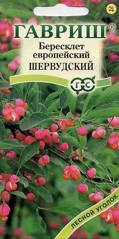 Лот: 11024222. Фото: 1. Бересклет европейский Шервудский... Садовые цветы