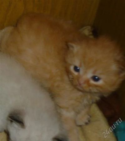 Лот: 1162526. Фото: 1. рыжий кот!. Остальные животные