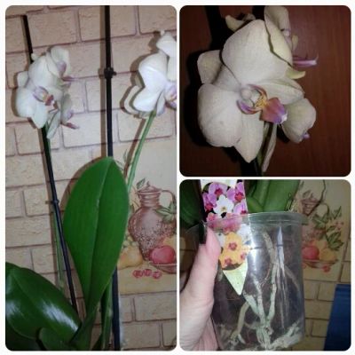 Лот: 3040339. Фото: 1. Орхидея фаленопсис 3. Горшечные растения и комнатные цветы