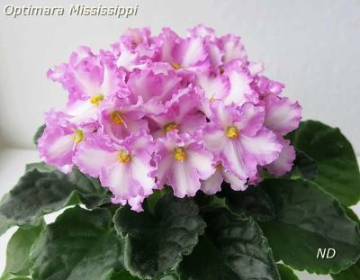 Лот: 12743917. Фото: 1. Фиалка Optimara Mississippi -... Горшечные растения и комнатные цветы