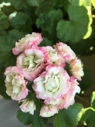 Лот: 11676621. Фото: 1. Пеларгония Эппл блоссем розебуд. Горшечные растения и комнатные цветы