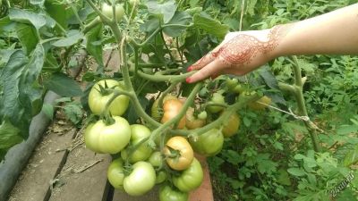 Лот: 5912465. Фото: 1. Продам домашние помидоры ( не... Домашние заготовки