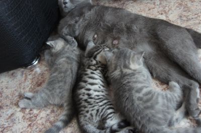 Лот: 14343812. Фото: 1. котята британци. Кошки, котята