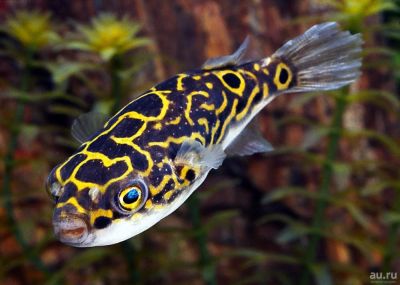 Лот: 9295470. Фото: 1. Тетраодон Биоцеллатус (Tetraodon... Рыбки