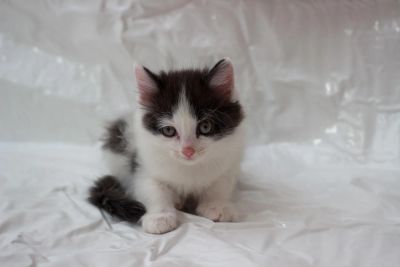 Лот: 10524013. Фото: 1. Отдам в хорошие руки. Кошки, котята