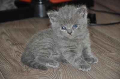 Лот: 5626701. Фото: 1. Продам британских котят. Кошки, котята