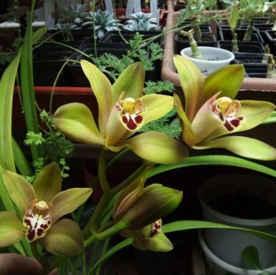 Лот: 16485056. Фото: 1. Орхидея цимбидиум. Горшечные растения и комнатные цветы