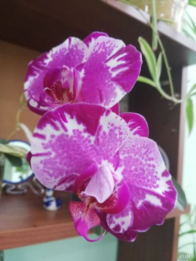 Лот: 17991380. Фото: 1. Фаленопсис орхидея сортовая. Горшечные растения и комнатные цветы
