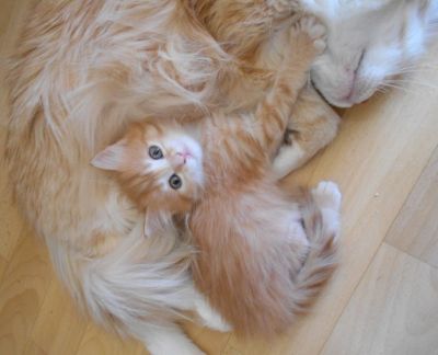Лот: 17531742. Фото: 1. Рыжая красавица. Кошки, котята