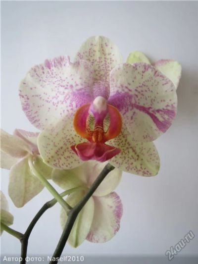 Лот: 5650153. Фото: 1. Орхидея фаленопсис. Горшечные растения и комнатные цветы